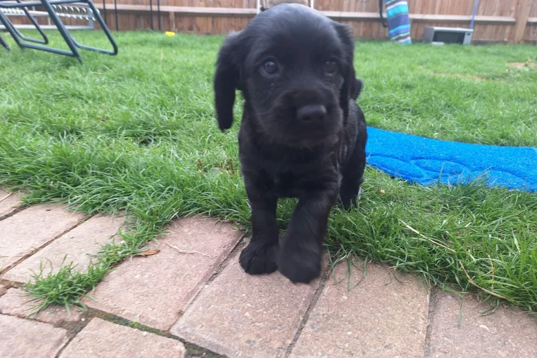 Cocker Spaniel (Working)