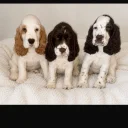 Cocker Spaniel (Show)