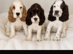 Cocker Spaniel (Show)