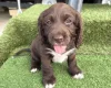 Cocker Spaniel (Show)