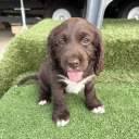 Cocker Spaniel (Show)