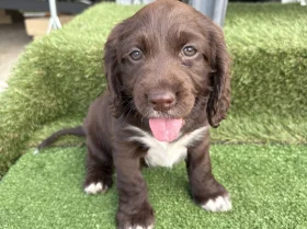 Cocker Spaniel (Show)