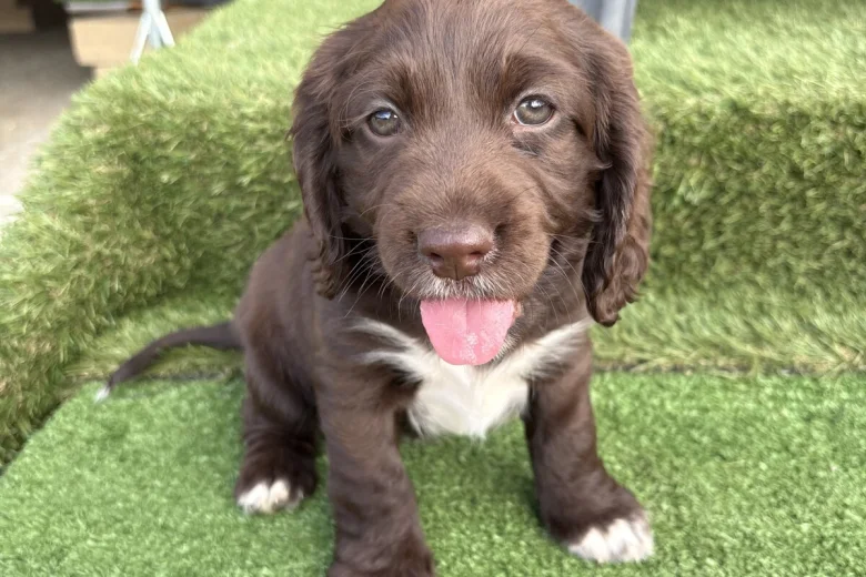 Cocker Spaniel (Show)