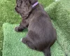 Cocker Spaniel (Show)