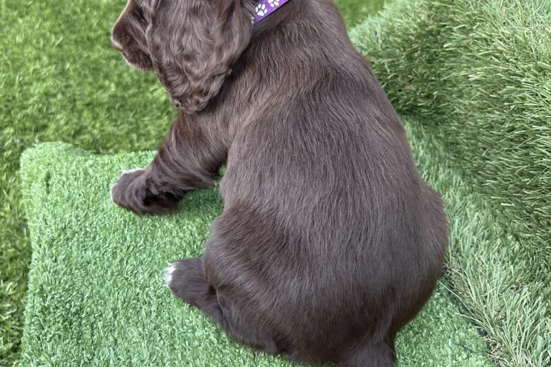 Cocker Spaniel (Show)