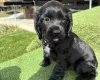 Cocker Spaniel (Show)