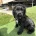 Cocker Spaniel (Show)