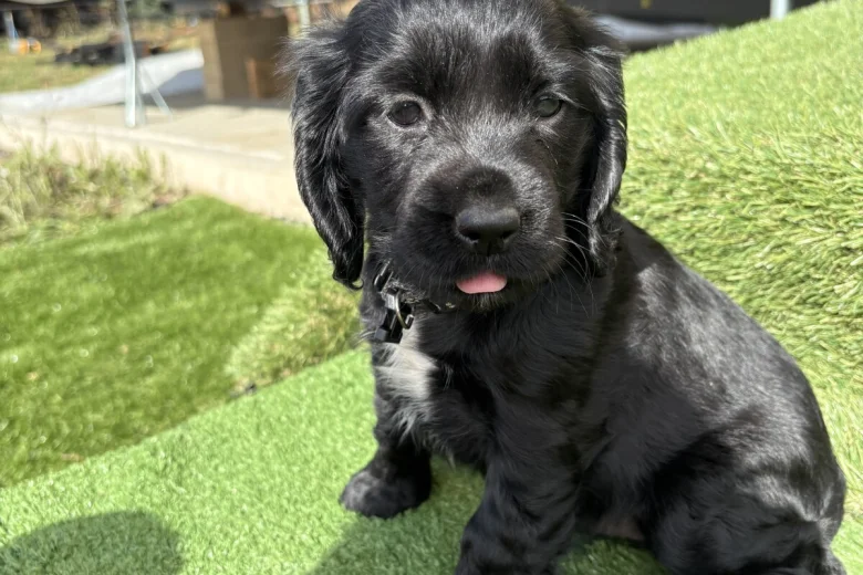Cocker Spaniel (Show)