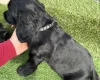 Cocker Spaniel (Show)
