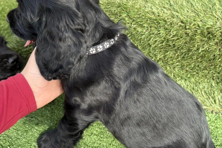 Cocker Spaniel (Show)