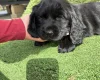 Cocker Spaniel (Show)