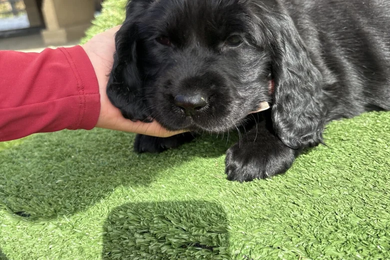 Cocker Spaniel (Show)
