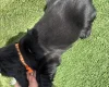 Cocker Spaniel (Show)