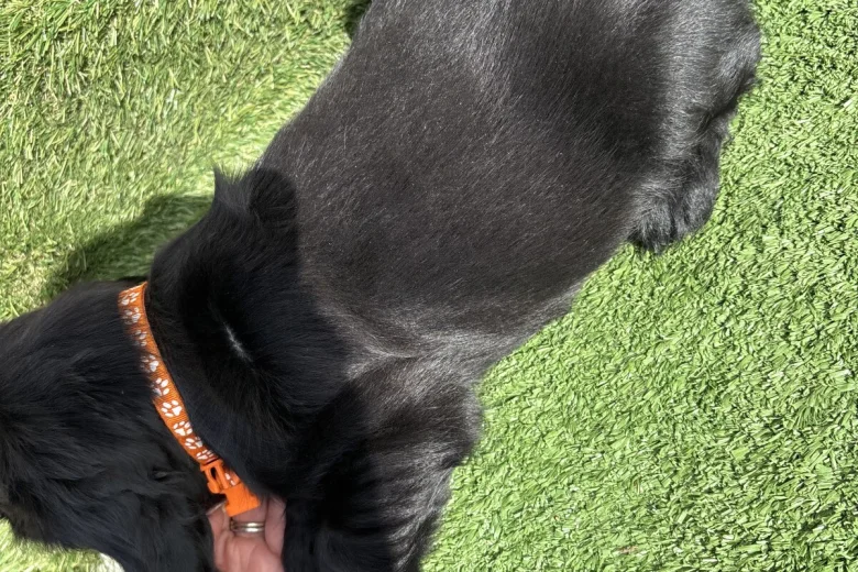 Cocker Spaniel (Show)