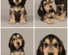 Cocker Spaniel (Show)