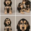 Cocker Spaniel (Show)