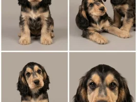 Cocker Spaniel (Show)