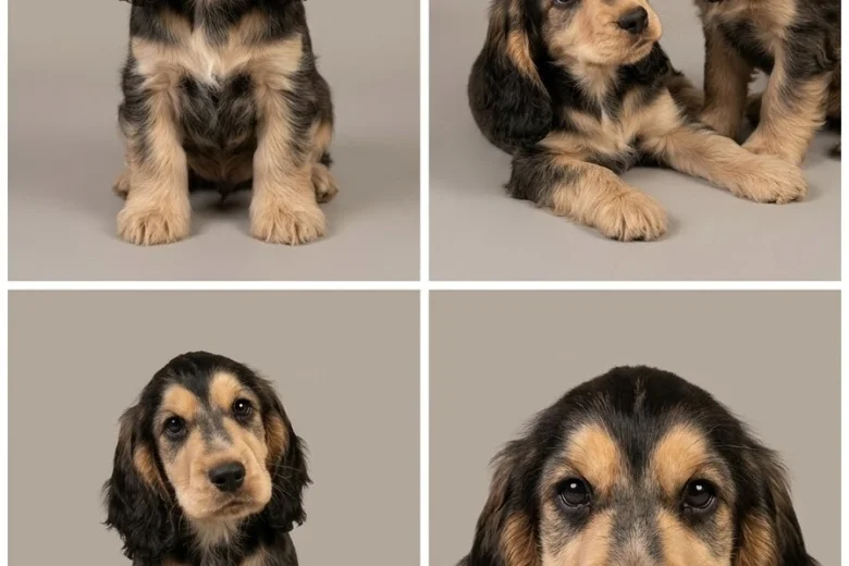 Cocker Spaniel (Show)