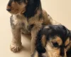 Cocker Spaniel (Show)