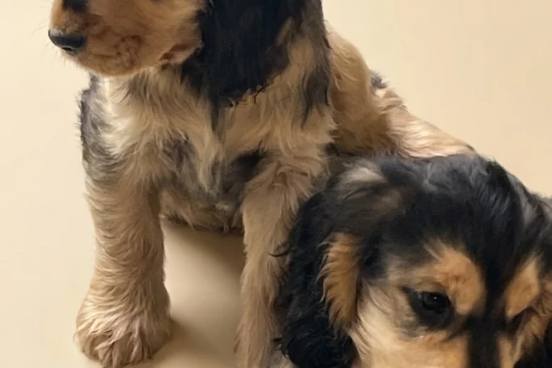 Cocker Spaniel (Show)