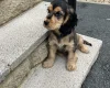 Cocker Spaniel (Show)