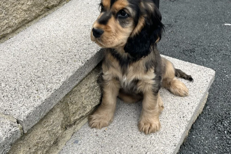 Cocker Spaniel (Show)