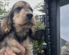 Cocker Spaniel (Show)