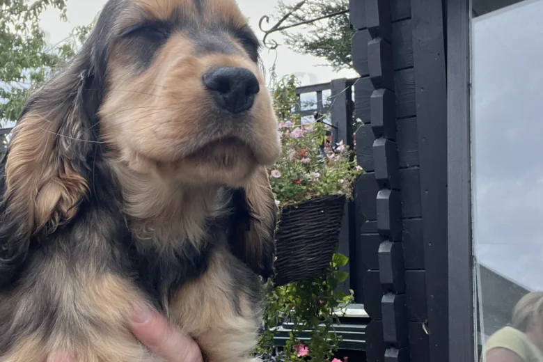Cocker Spaniel (Show)