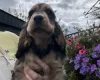 Cocker Spaniel (Show)