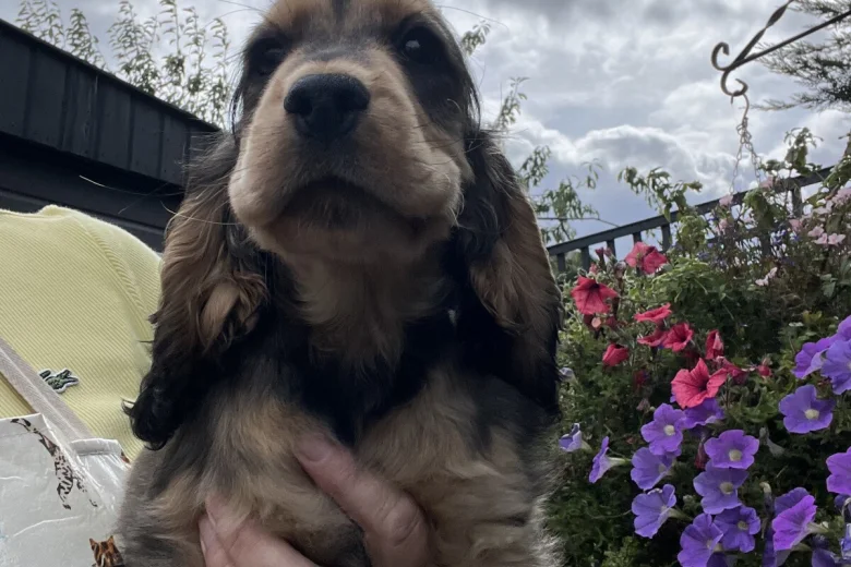 Cocker Spaniel (Show)