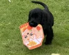 Cocker Spaniel (Show)