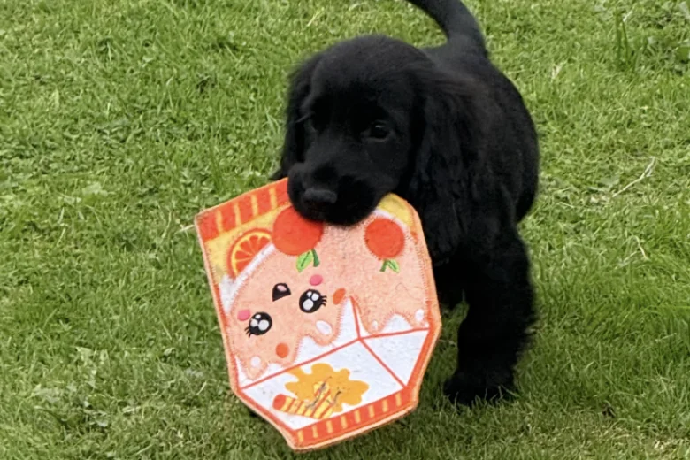 Cocker Spaniel (Show)