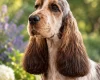 Cocker Spaniel (Show)