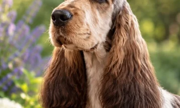 Cocker Spaniel (Show)