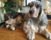 Cocker Spaniel (Show)