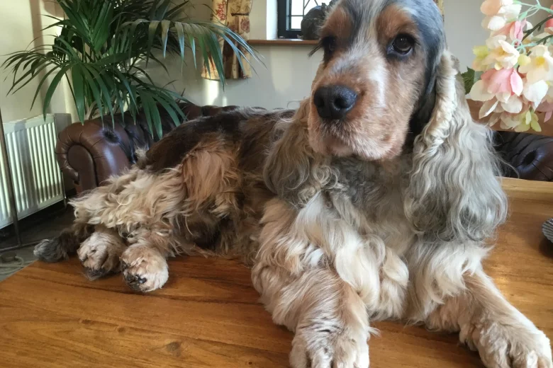 Cocker Spaniel (Show)