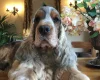 Cocker Spaniel (Show)