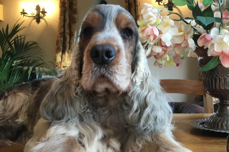 Cocker Spaniel (Show)