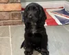 Cocker Spaniel (Show)