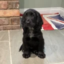 Cocker Spaniel (Show)