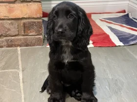 Cocker Spaniel (Show)