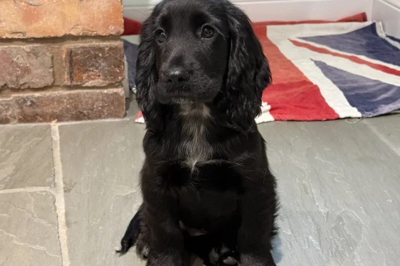 Cocker Spaniel (Show)