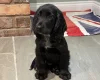 Cocker Spaniel (Show)