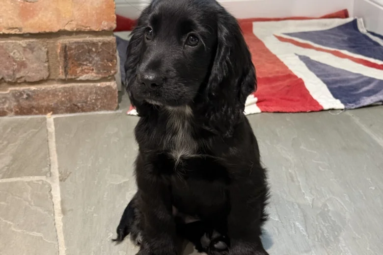 Cocker Spaniel (Show)