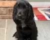 Cocker Spaniel (Show)