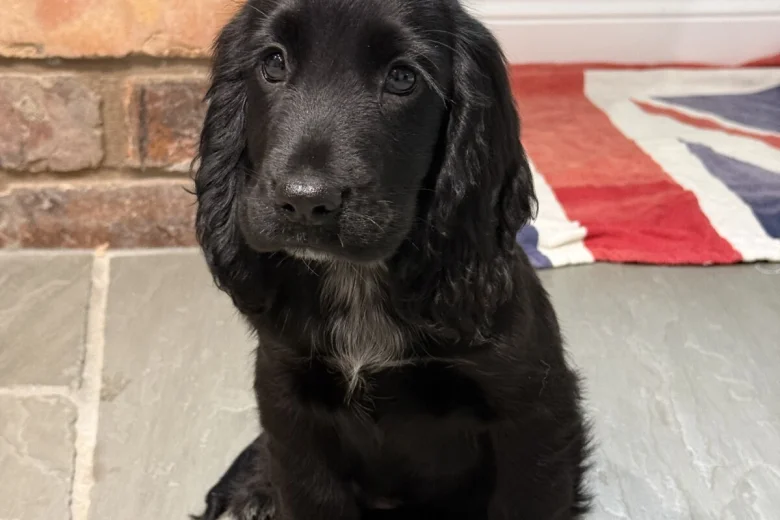 Cocker Spaniel (Show)