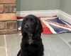 Cocker Spaniel (Show)