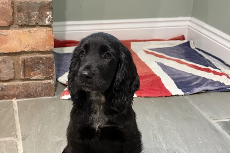 Cocker Spaniel (Show)