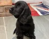 Cocker Spaniel (Show)