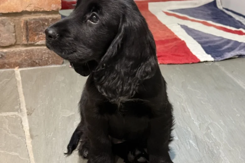 Cocker Spaniel (Show)